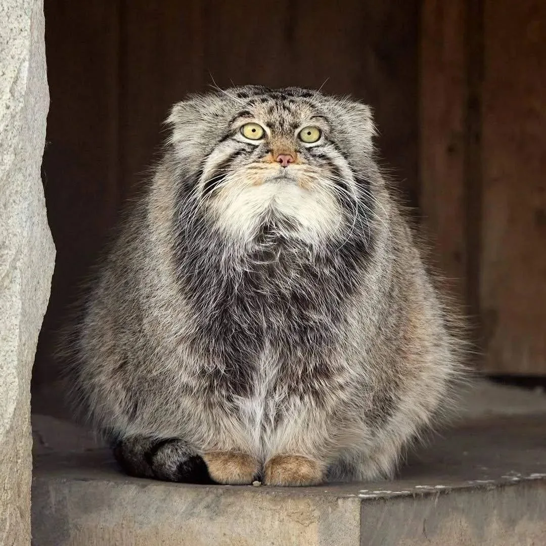 🐱Нашего манула и там, и тут показывают! Пока мы следили за зажировкой Тимоши в России,...