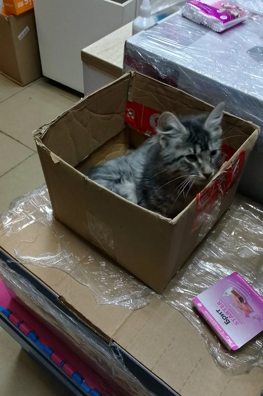 Котёнок на Ленской мог выпасть из окна