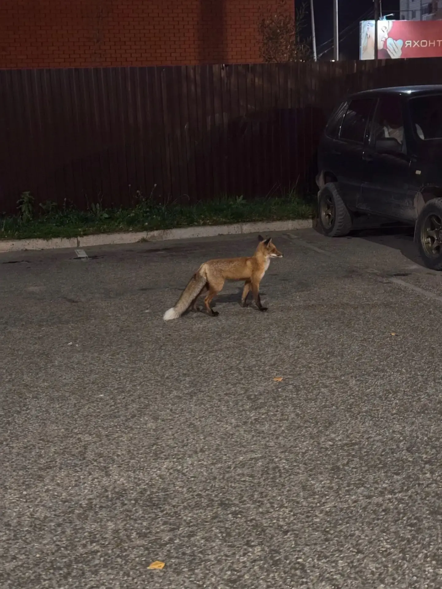 🦊 Лиса оказалась в ловушке среди жилых домов Сыктывкара. А службы не спешат помогать