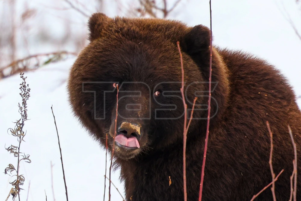 🐻 Бурый медведь рядом с селом Ганалы на Камчатке