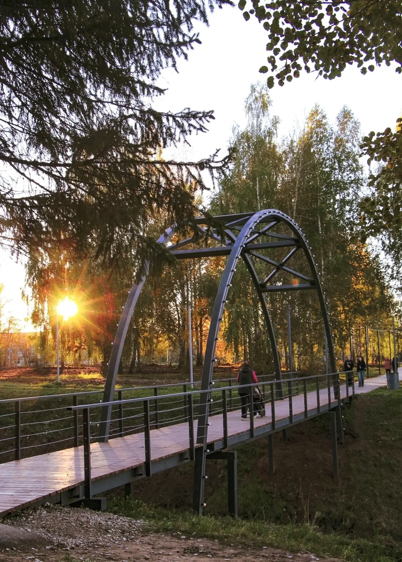 Оса