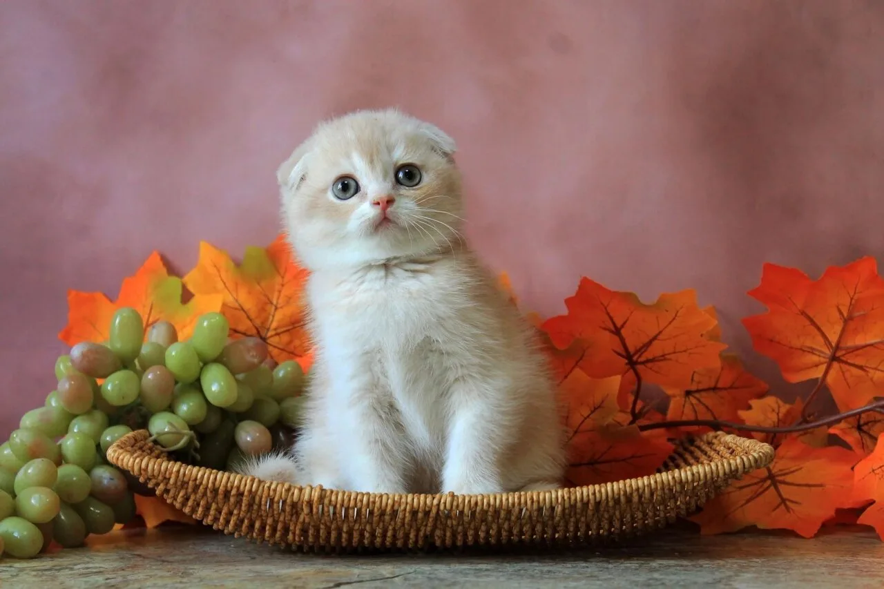 Продам шотландскую кошку скоттиш-фолд редкого окраса, Макеевка