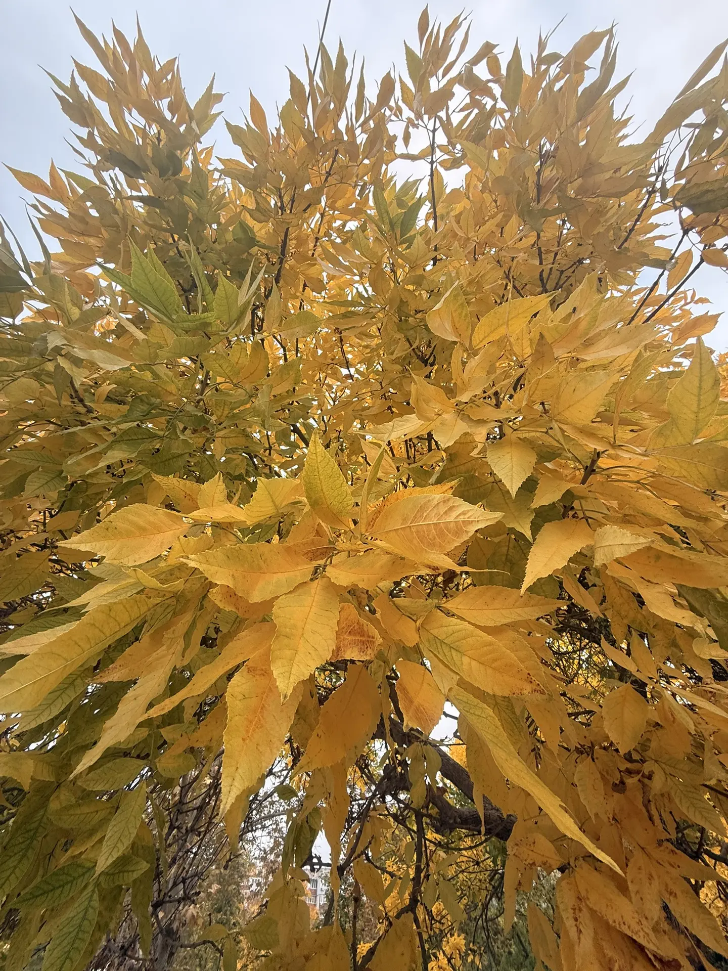 Вот так октябрь незаметно раскрасил все в золото 🍂. Как прекратить фоткать листочки? К...
