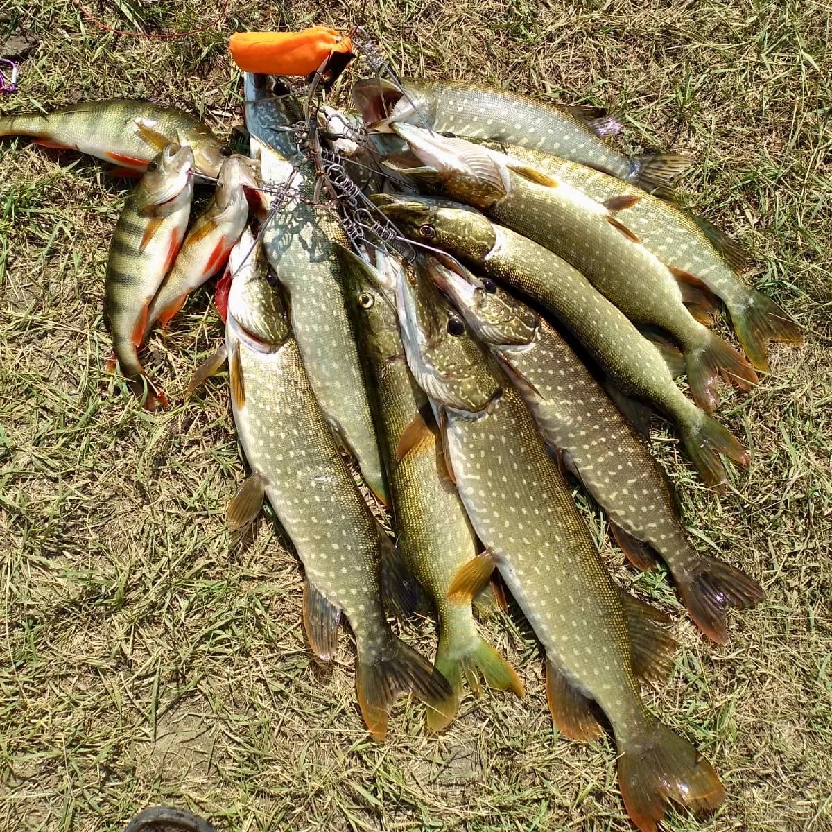 🎣 Календарь рыбака с 17 по 23 октября