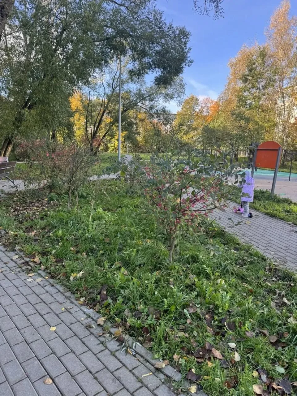 ⚠ Опасное растение обнаружили рядом с детской площадкой на проспекте Ветеранов