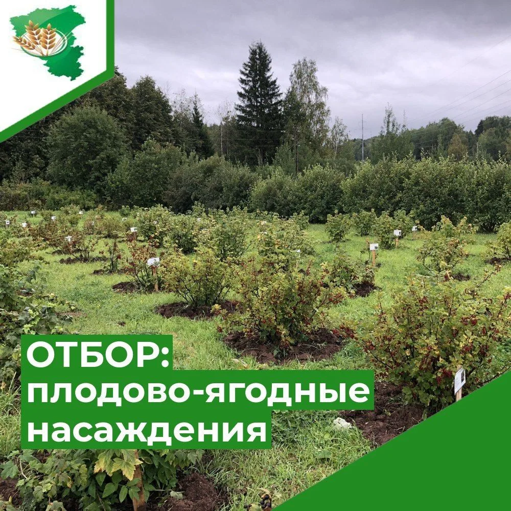 📢 Объявляется отбор на предоставление субсидии на возмещение части затрат на поддержку...