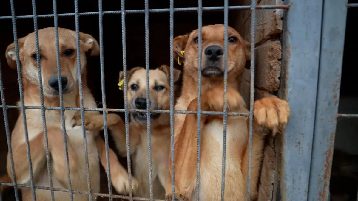 🐾 Больше места для хвостатых