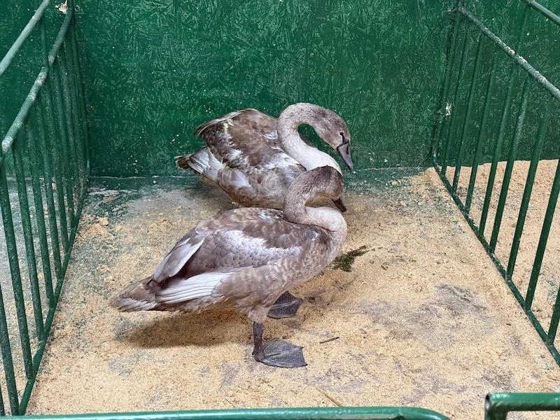Лебедят из Александровского озера забрали на передержку в Лопатинский сад в Смоленске