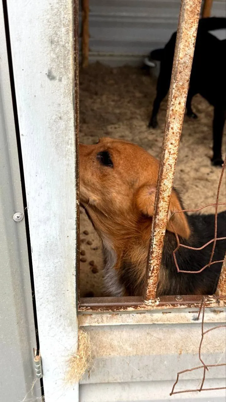 🆘 ОНИ БОРЮТСЯ ЗА ЖИЗНЬ — ПОМОГИТЕ ИМ ВЫЖИТЬ!