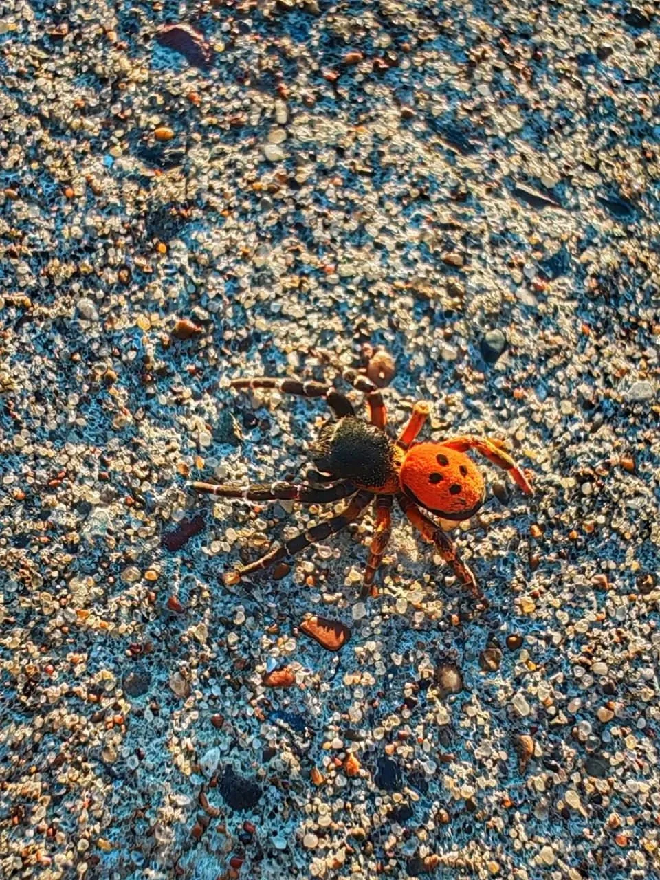 😱 Ядовитую «божью коровку» на восьми ногах встретили в Самарской области
