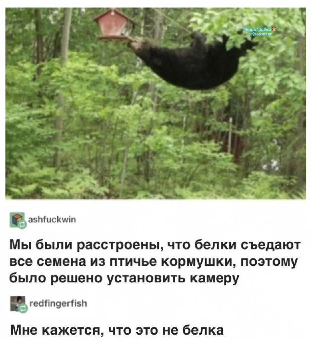 УхАдити. Зачем подсматривать??! Белочки бывают разные 😇