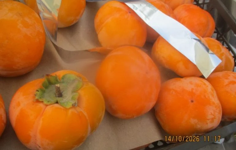 🍊 В Челябинской области в партии импортной хурмы нашли карантинного вредителя — червец...