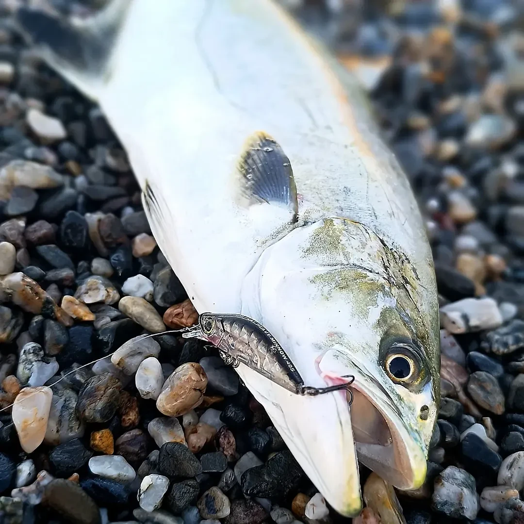 3DR-X Flat Heavy Minnow 40S @duel_yozuri