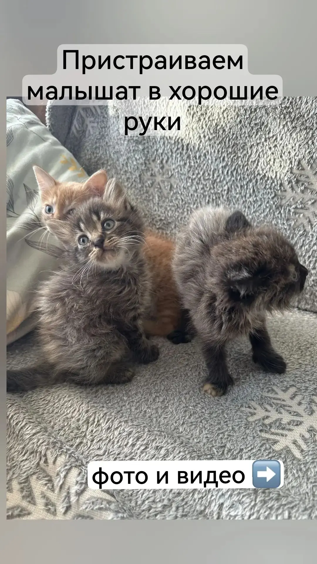Котята в добрые руки. Пос. Российский, ул.Южная.