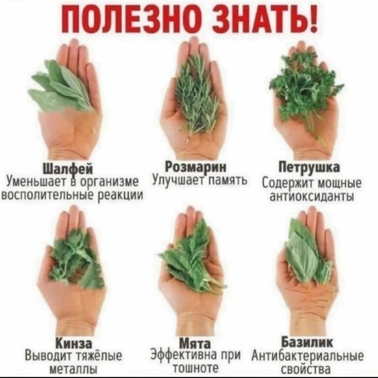 Полезные травы и что они лечат 🌾