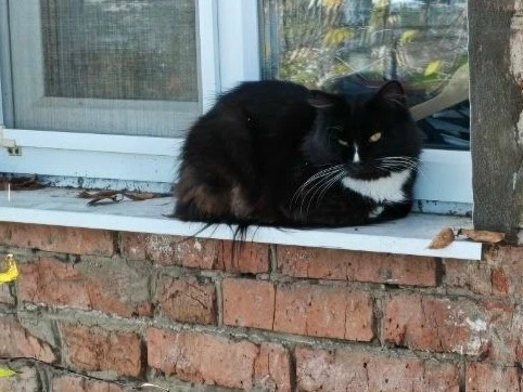 Срочно ищем дом для котика 🐾