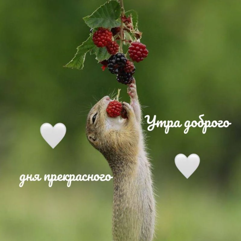 Доброе утрышко ☀, Пчёлки 🐝