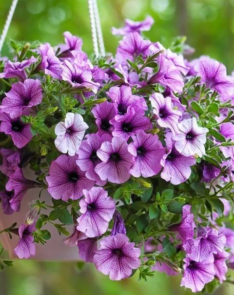 🌺 Как получить «пышную шапку» у петуний