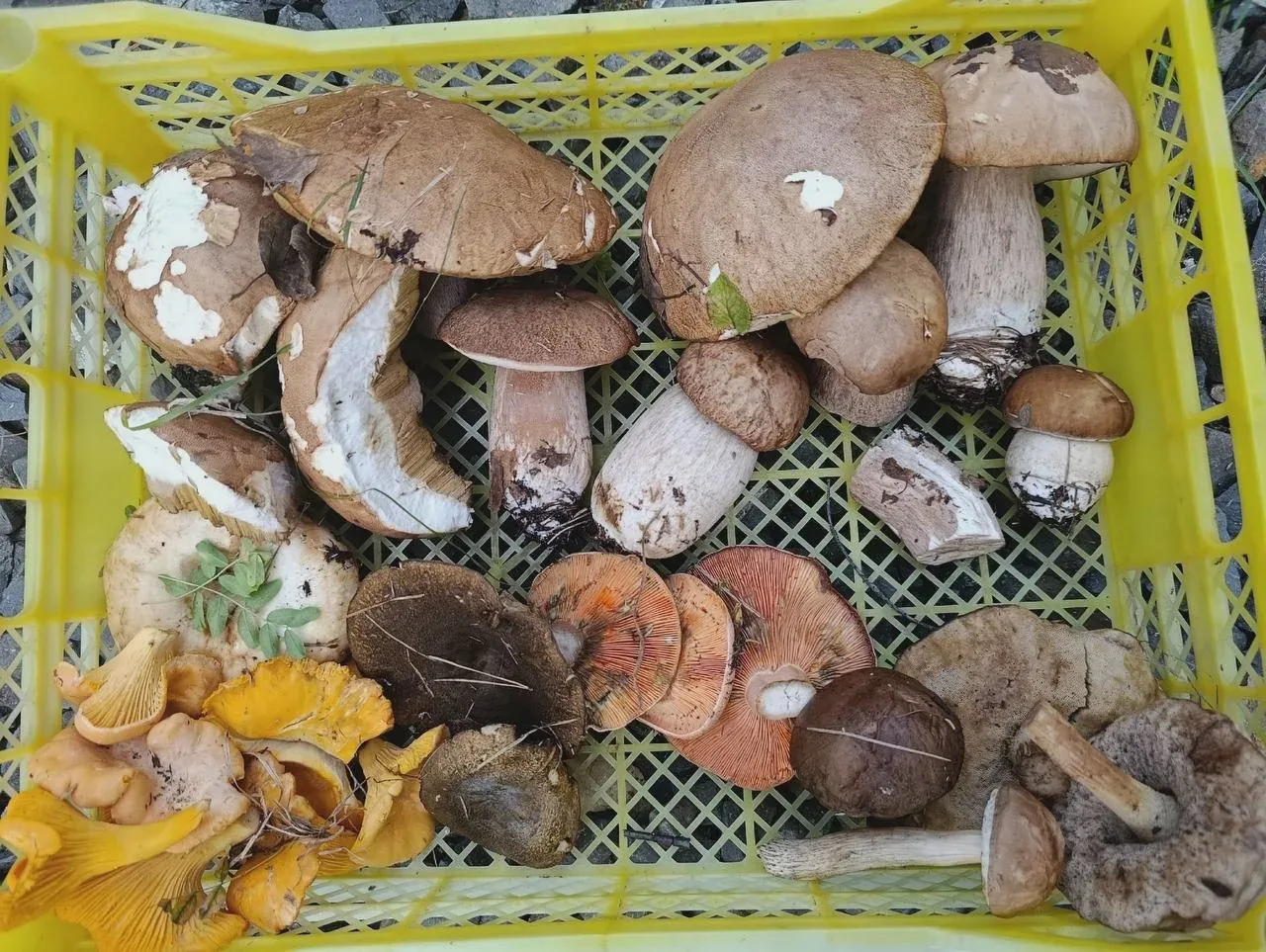 В Красноярском крае ещё находят грибы
