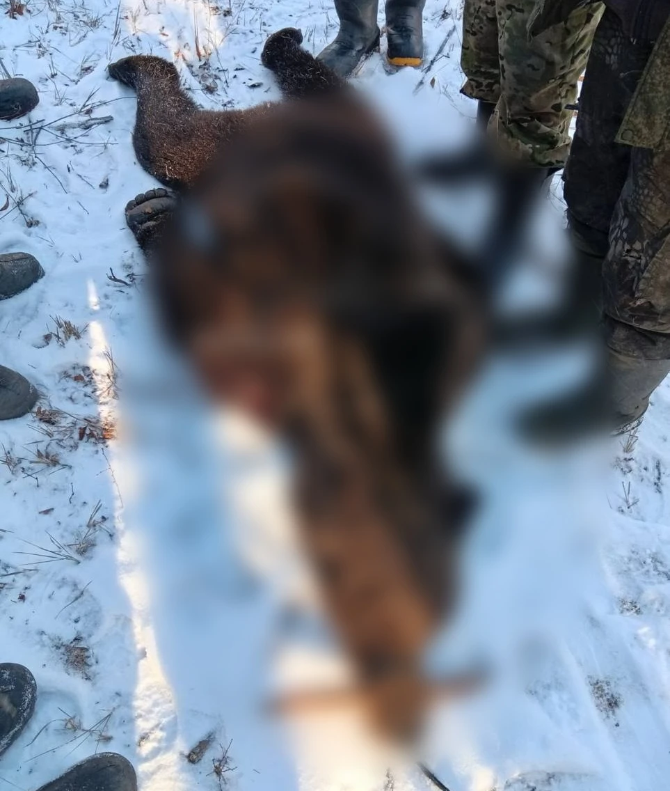Медведь загрыз двух собак