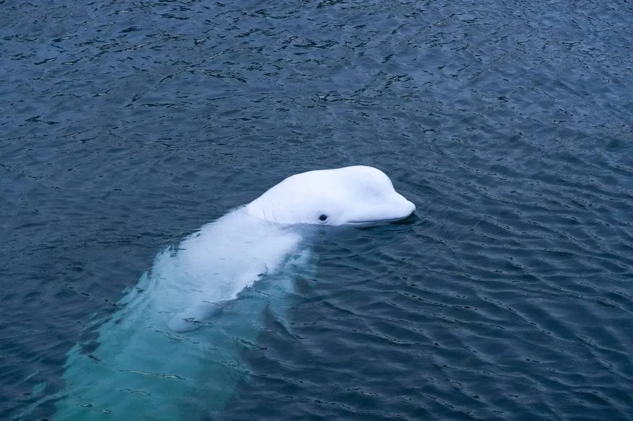 🐬 Из Евпаторийского дельфинария в «Москвариум» перевезут двух белух — Лею и Хана — а т...
