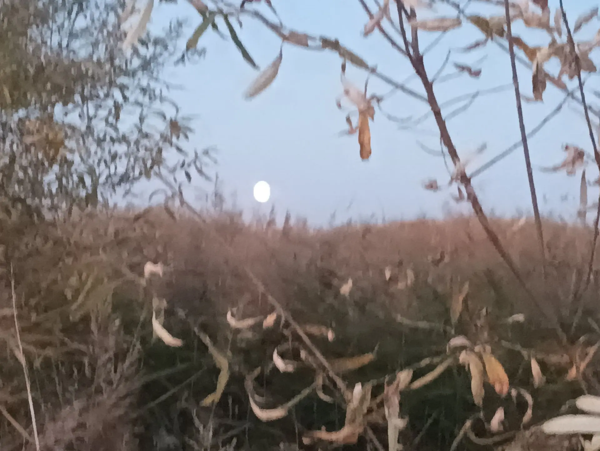 Вот и вечер подходит к концу, над лесом уже видна луна 🌒
