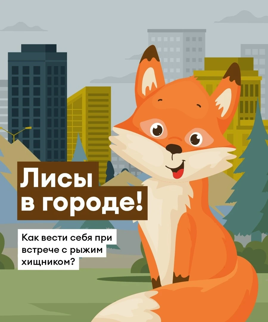 ПАМЯТКА: КАК ВЕСТИ СЕБЯ ПРИ ВСТРЕЧЕ С ЛИСОЙ