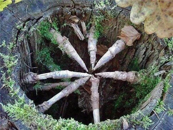 Так выглядит ель изнутри. Её ветви словно вбиты в ствол.
