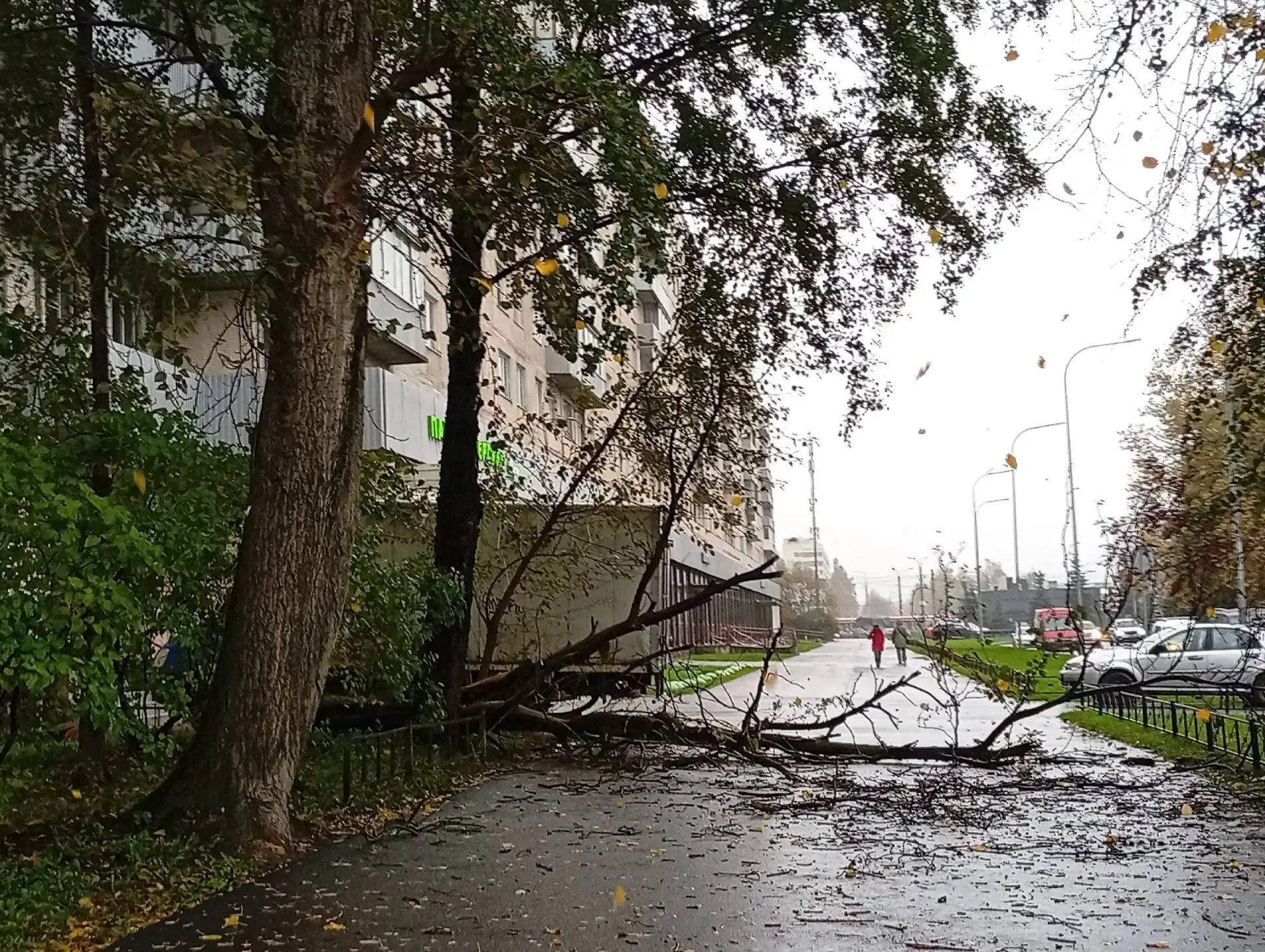 Вчера утром на пр. Культуры дерево устало и прилегло. Никого не задело.