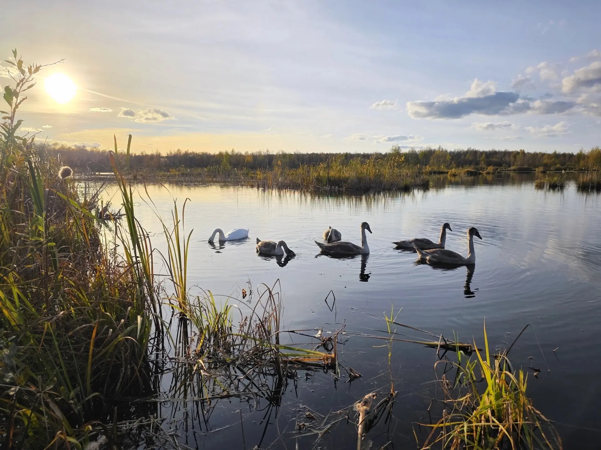 🦢 Семья лебедей недалеко от Перми