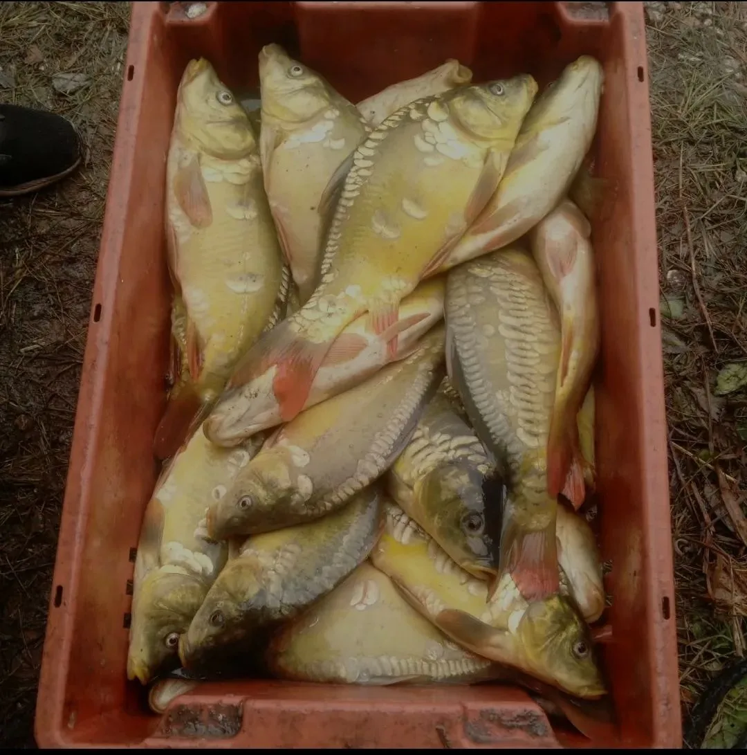🐟 Зеркальный карп —вылов будет  перед Доставкой ещё плавает  свежевыловленный!!!   Сла...