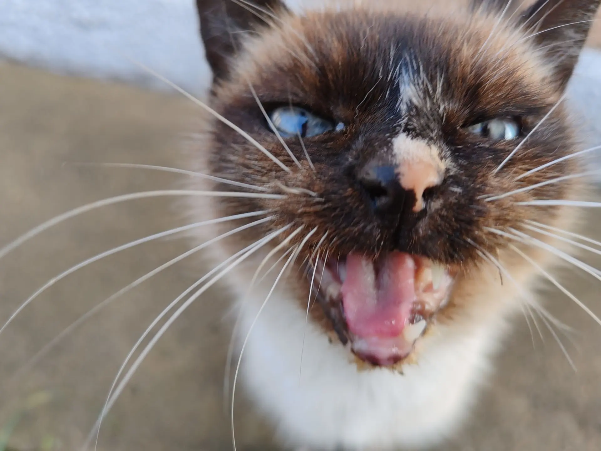 Устроила кошке личную фотоссесию🐈