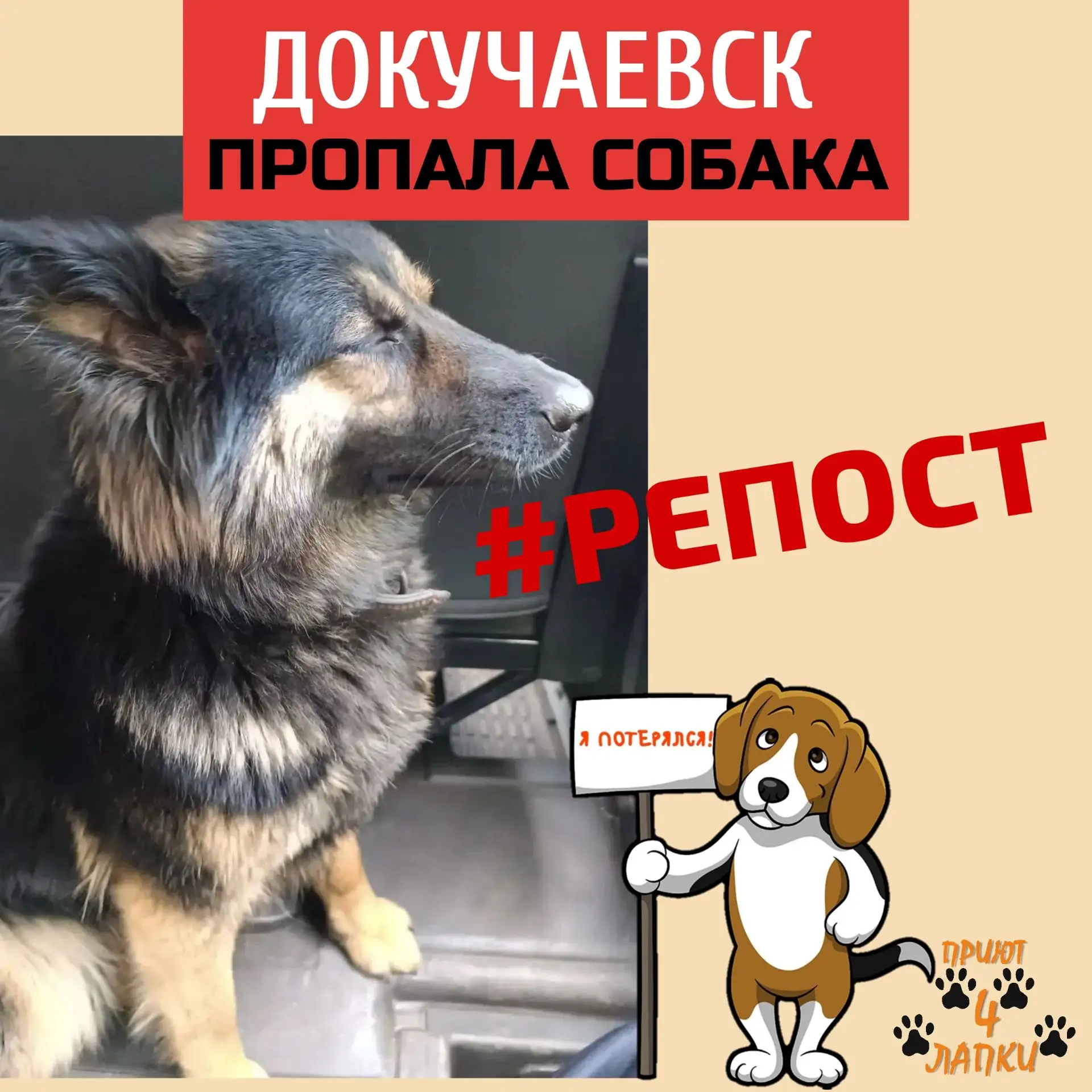 🆘ПРОПАЛА СОБАКА🆘