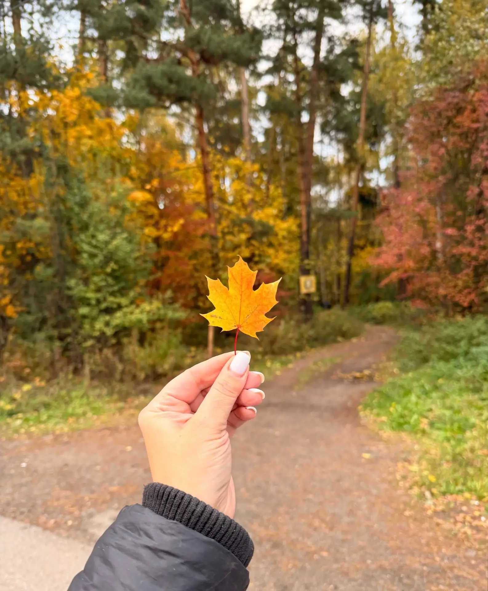 В лесу осенью особенно красиво 😍