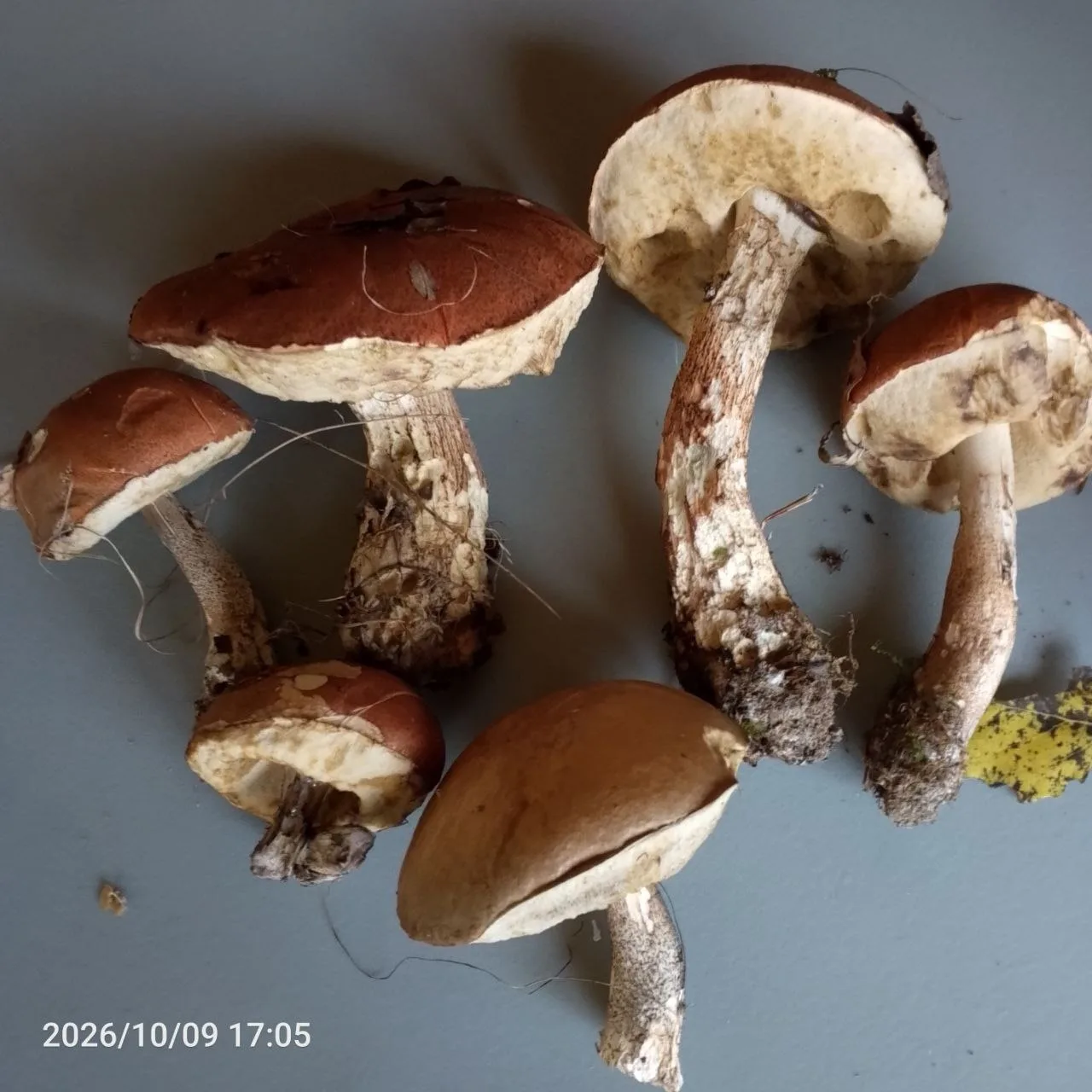 Киржач, только что. Мясистость и чистота запредельные. Что интересно, год назад ни одно...