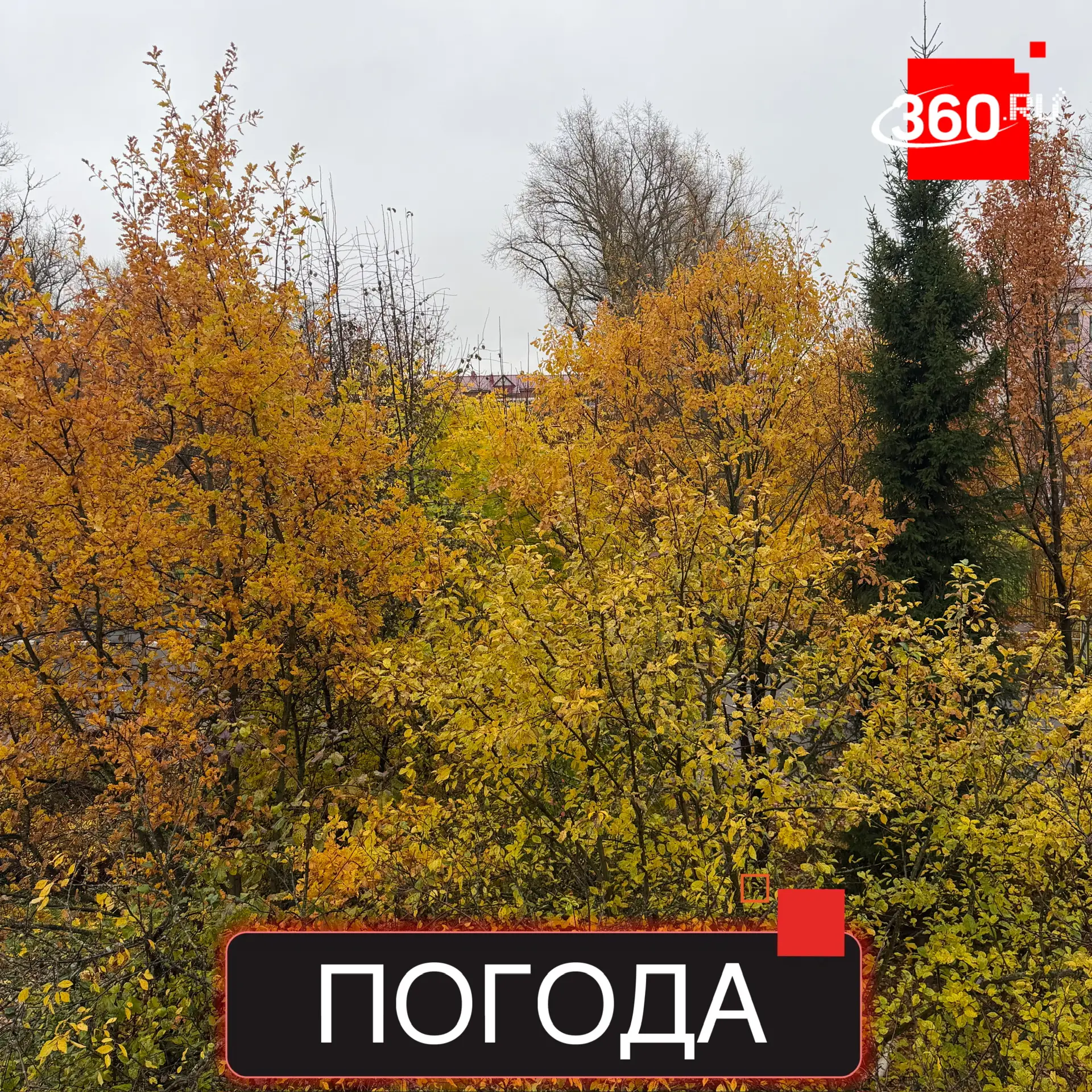 Хорошей среды, Солнечногорск! 🍂