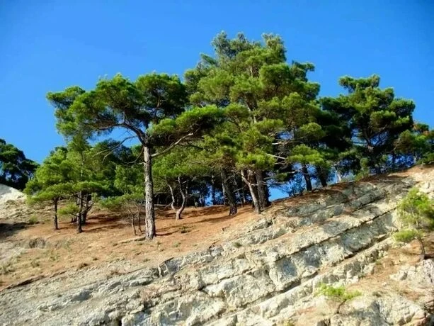 🌲 Пицундская сосна: дерево, которое лечит воздух