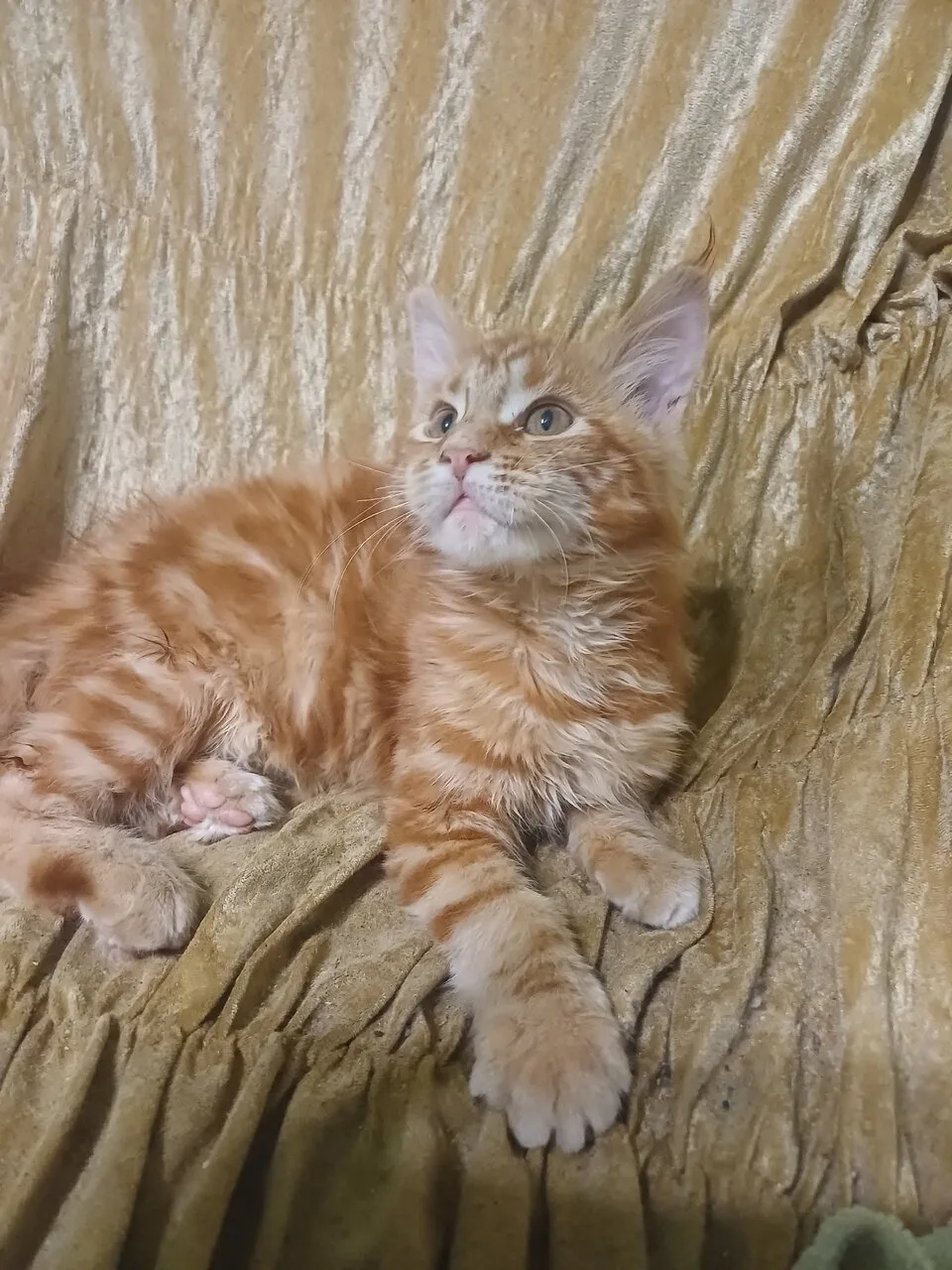 Продам кошку мейн-кун, 2 месяца