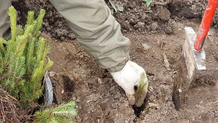 🌳 В Лосином острове высадили дубы и ели