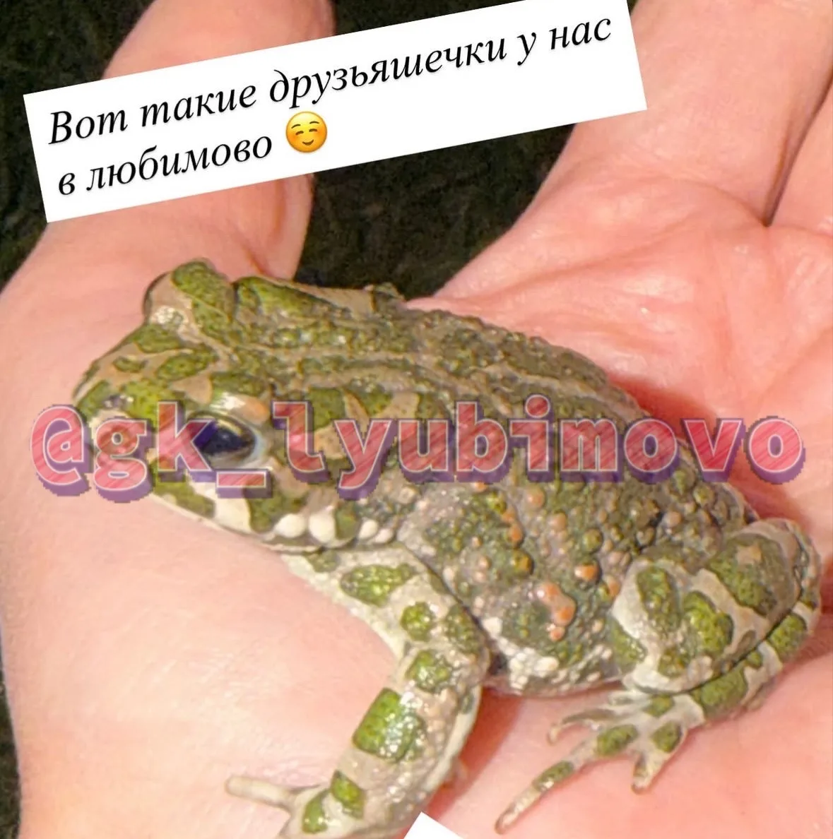 Разнообразный животный мир в Любимово 🐸🦗