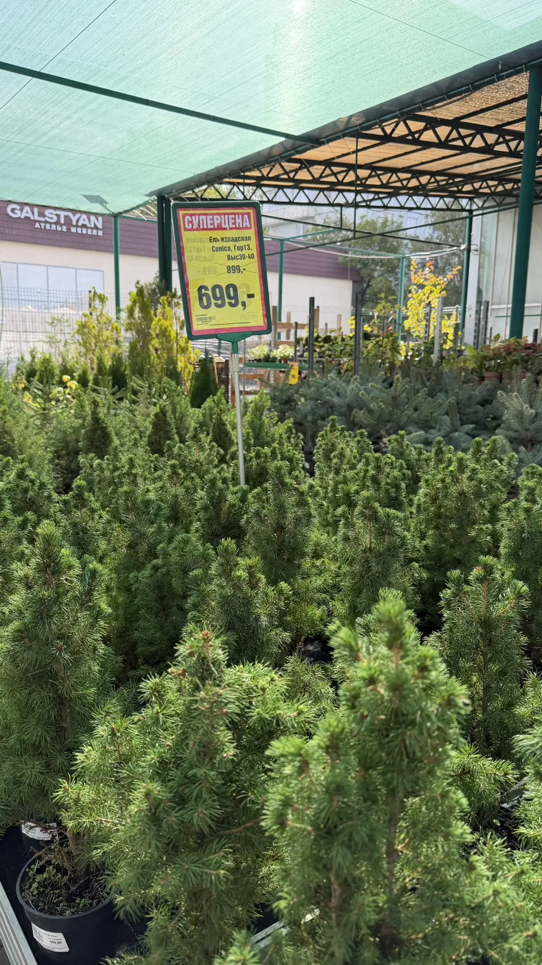 🌿 Внимание, в Планета Лета много акционных предложений на уличные растения!