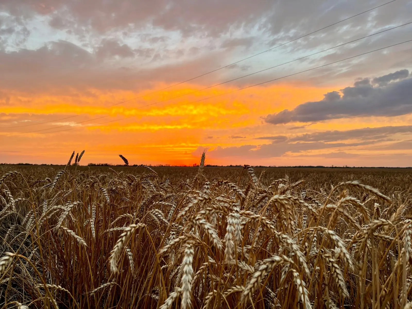 С Днем сельских женщин, наш Курский округ! 🌾