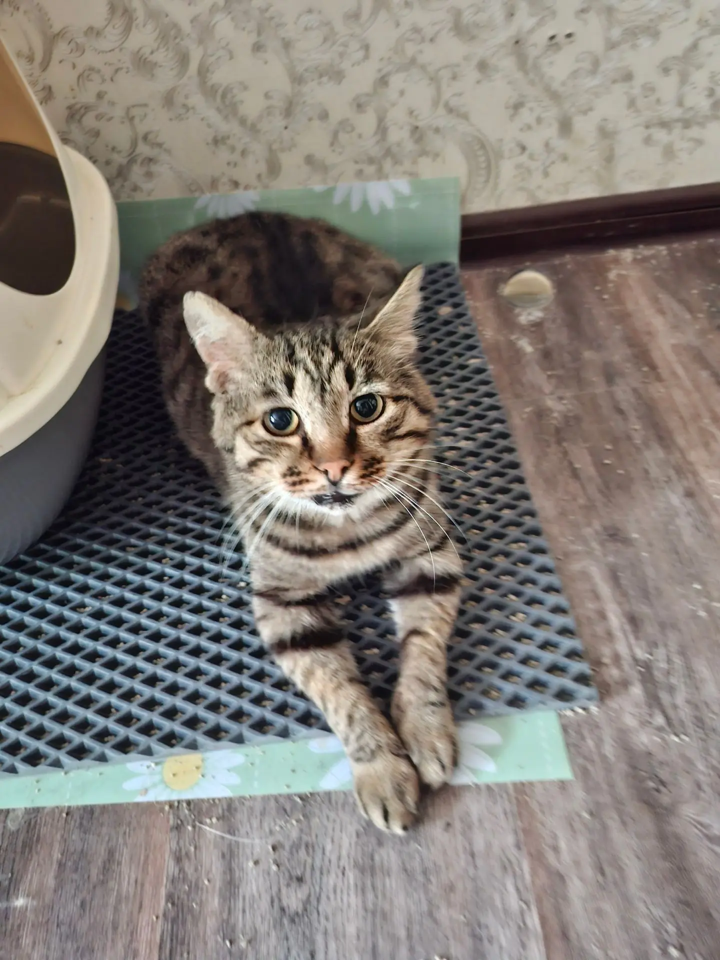 Ищет дом кот Лунтик. Возраст 5+. Котик спасен с улицы, кастрирован. Лоток на 5+. Ест су...