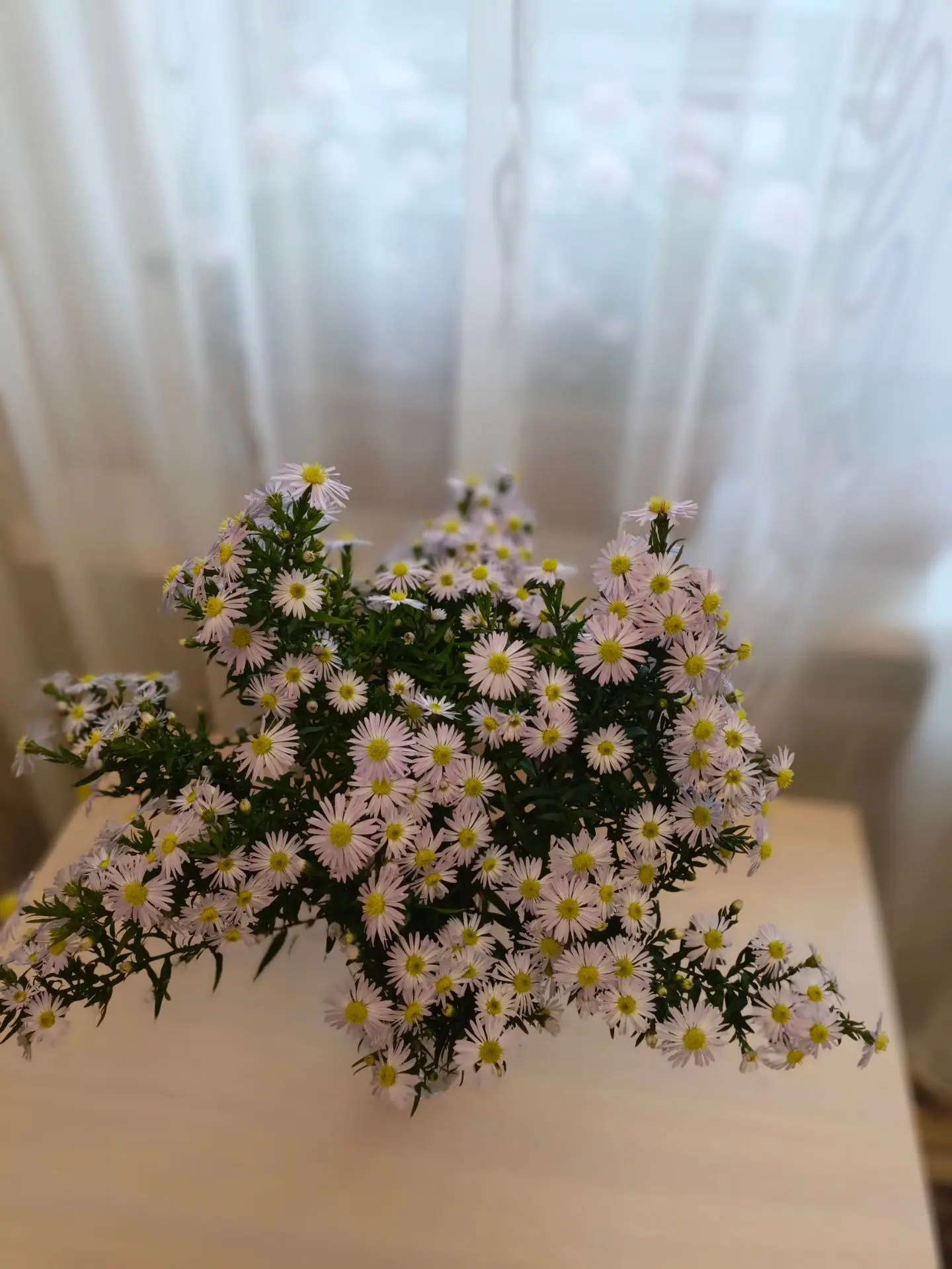 Такая прелесть радует наш глаз🤗