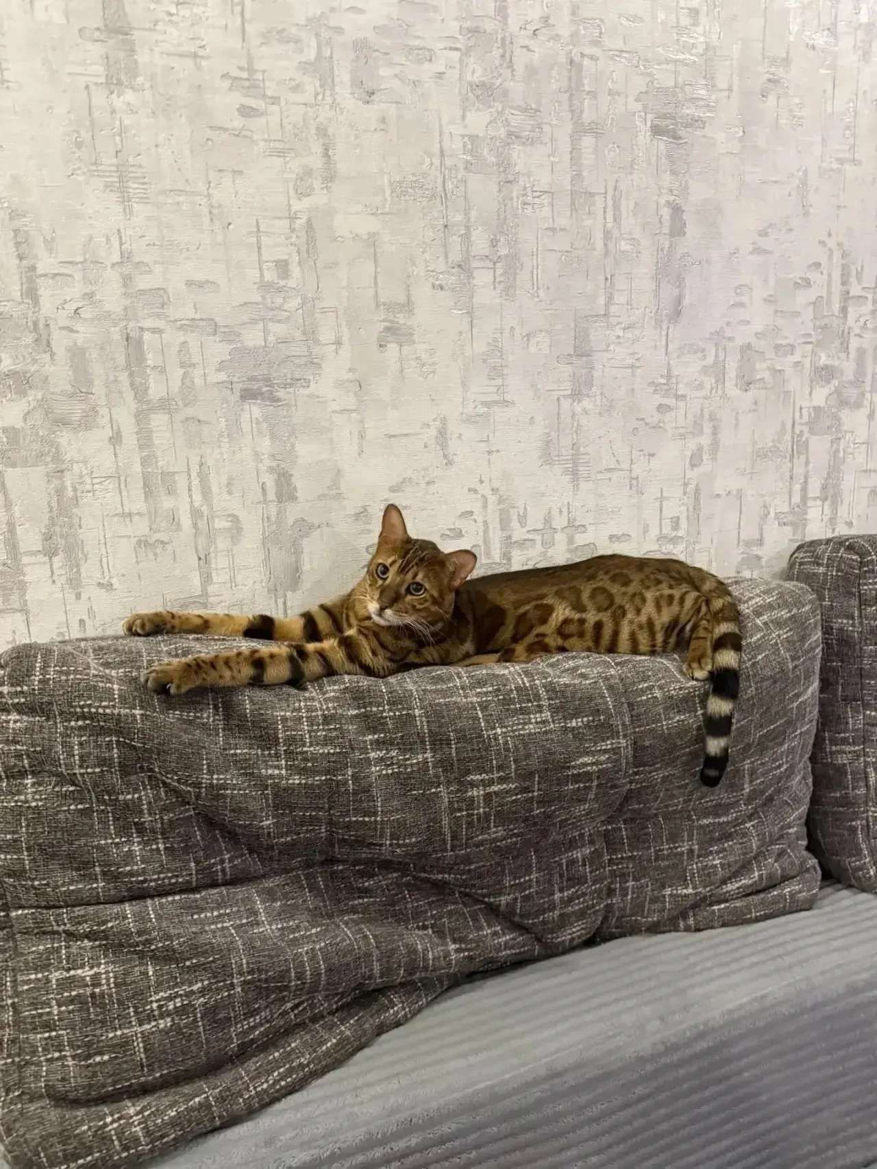 У Вадима Заркова дома живёт не просто кот, а настоящий царь — кот Лёва!