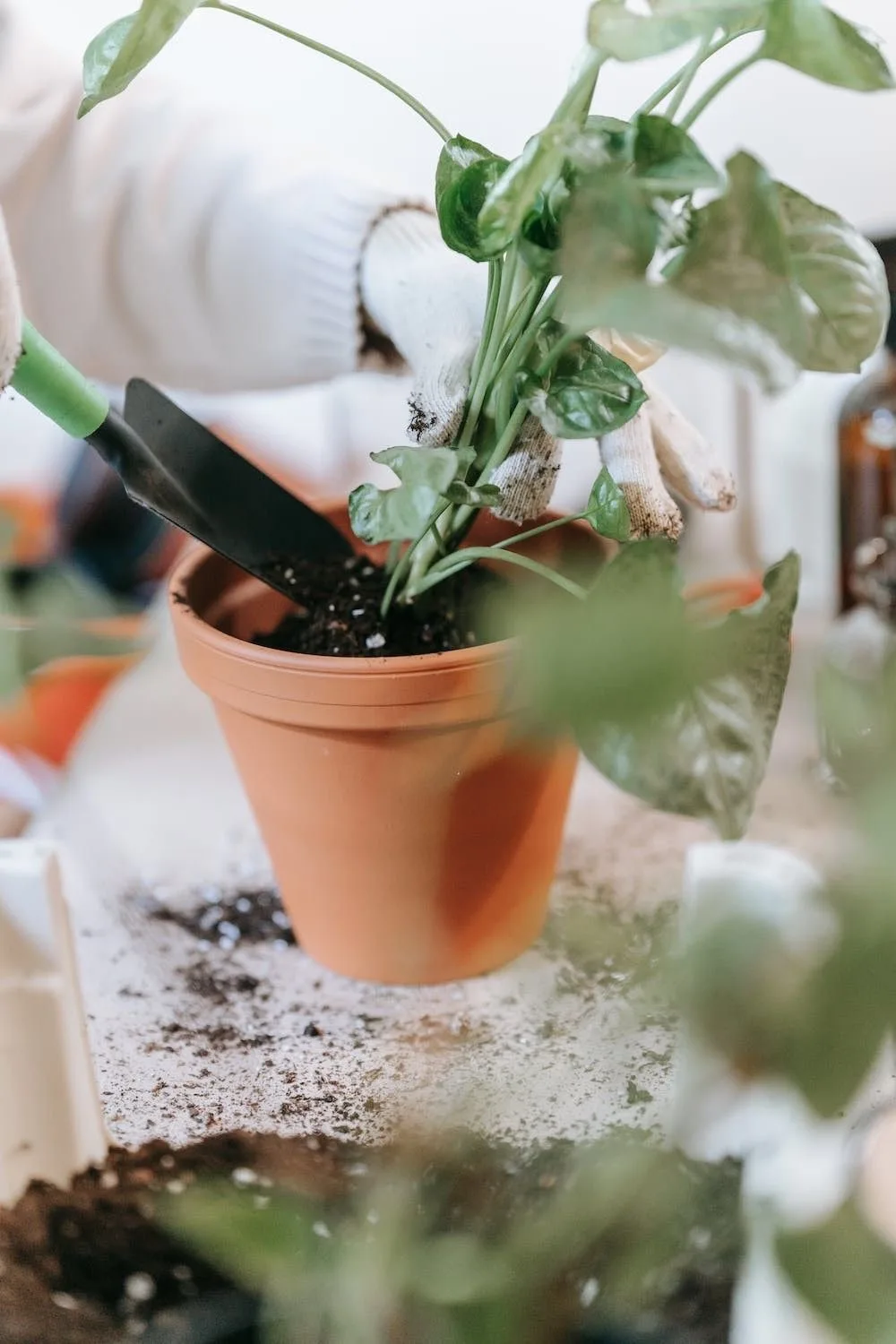 🌱 Нужно ли удобрять комнатные растения осенью?