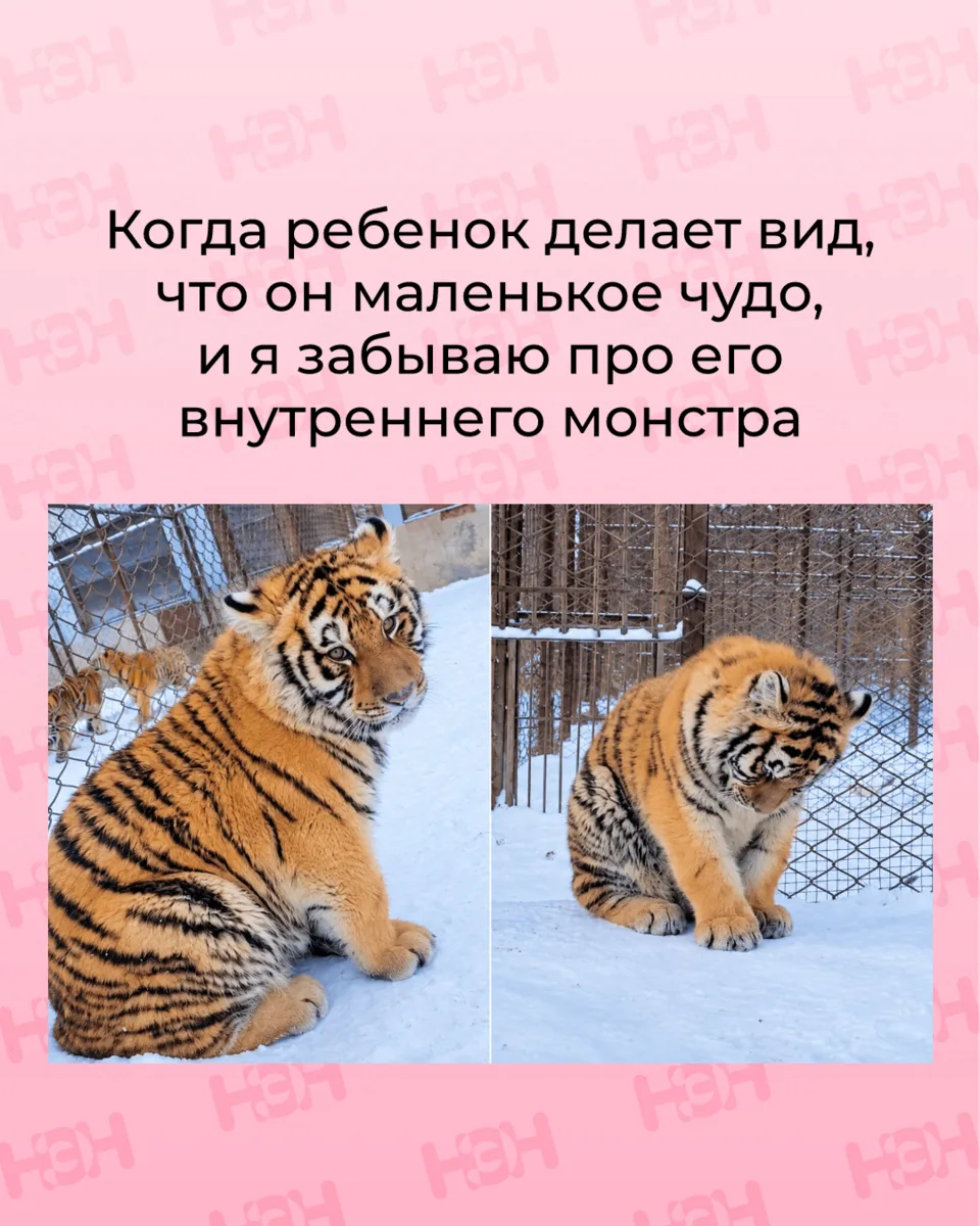 #мемы_нэн