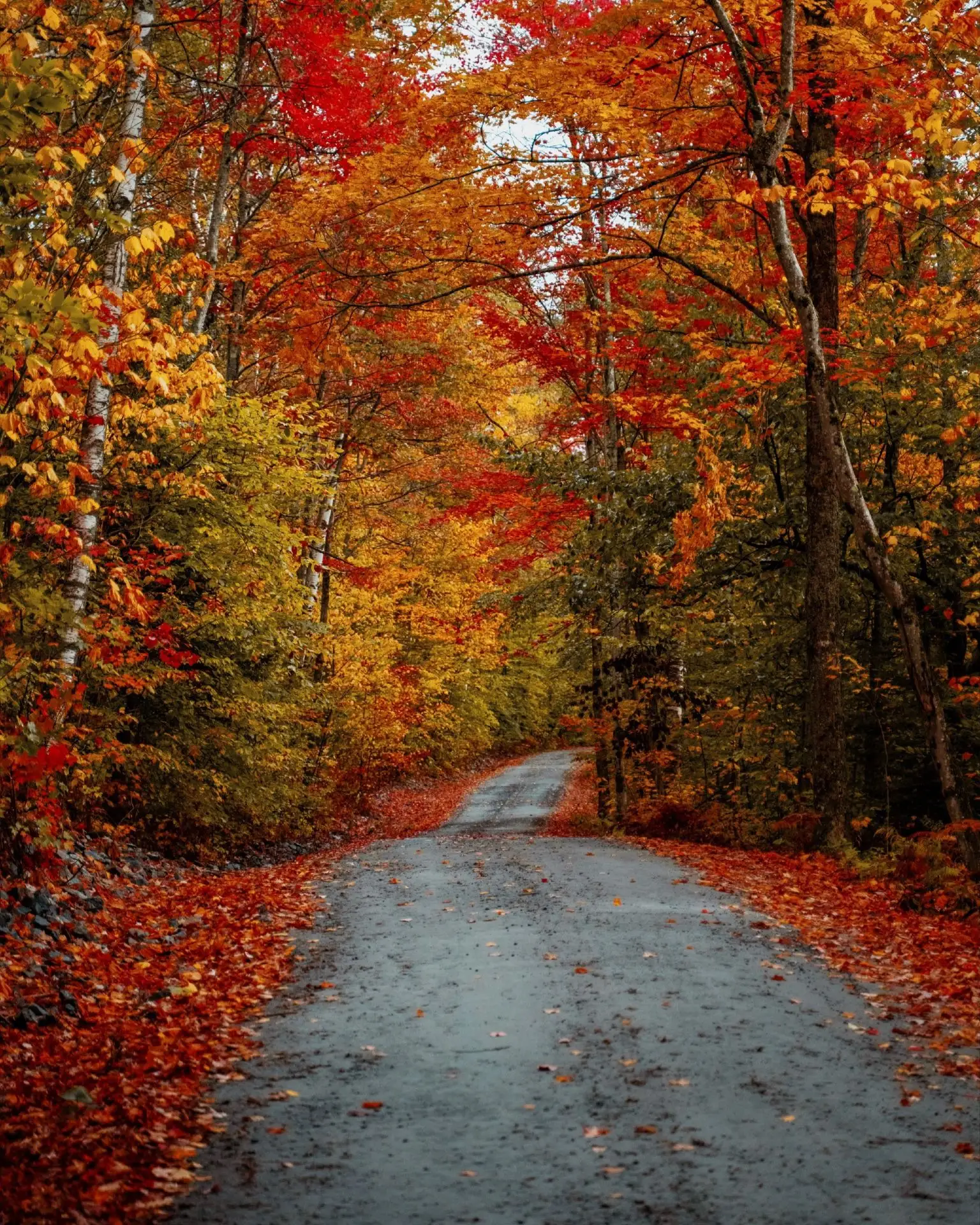 Яркие краски осени. 🍂🍁 Какое фото нравится вам больше 1,2,3... 10?
