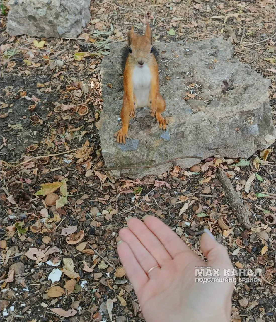 Волгоградская белочка 😍