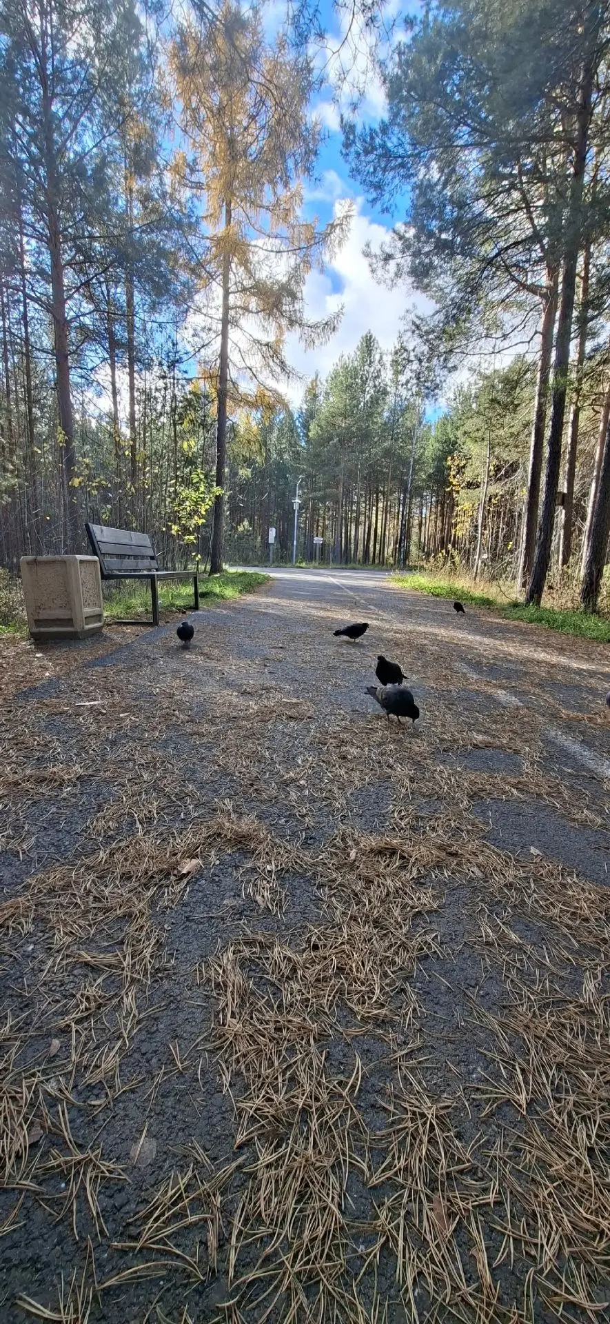 Белкин лес осенью.🍂🍁